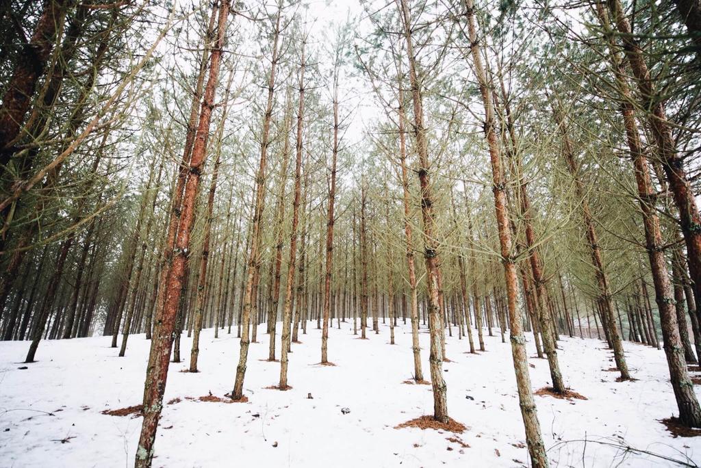 Pakaso Sodyba Kirdeikiai Luaran gambar